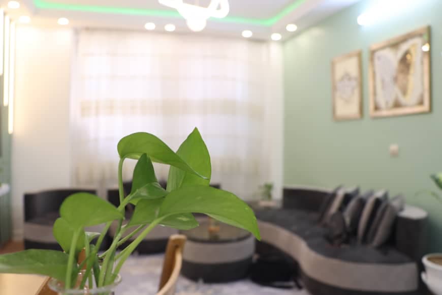 گیاهان دکوراتیو